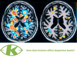 Dopamine and kratom